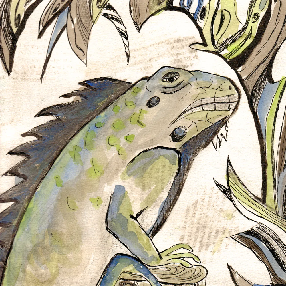 Lézard - encre et aquarelle